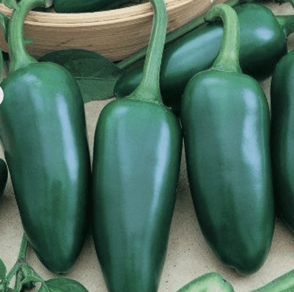 Pepper - Hot - Jalapeno Gigantia F1 (3.25" pot)